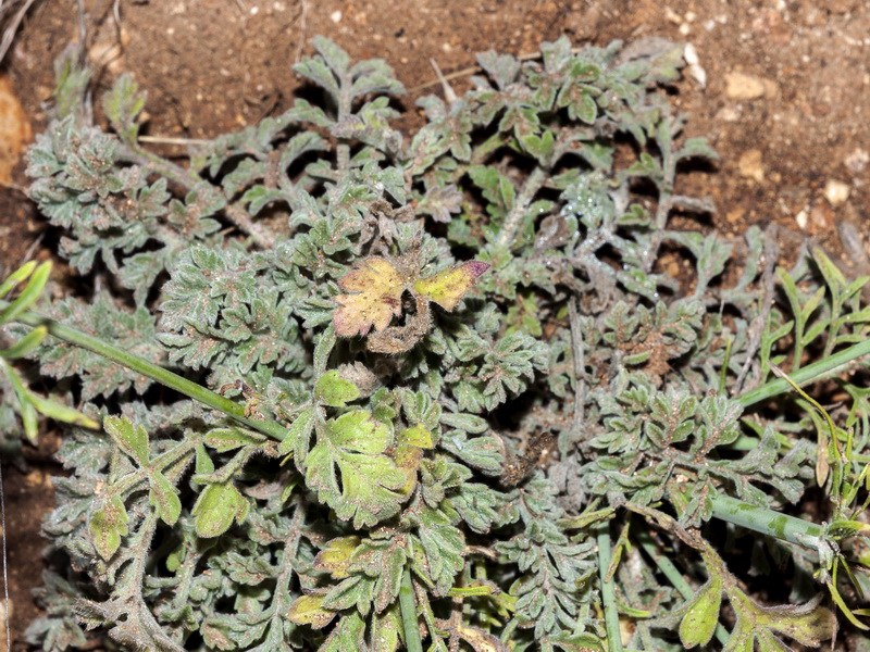 Scabiosa turolensis turolensis.02