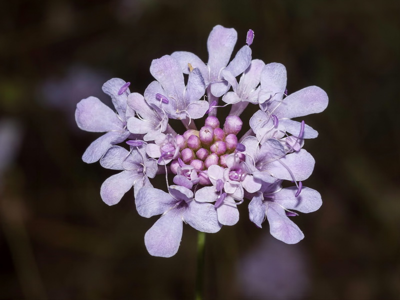 Scabiosa turolensis turolensis.07