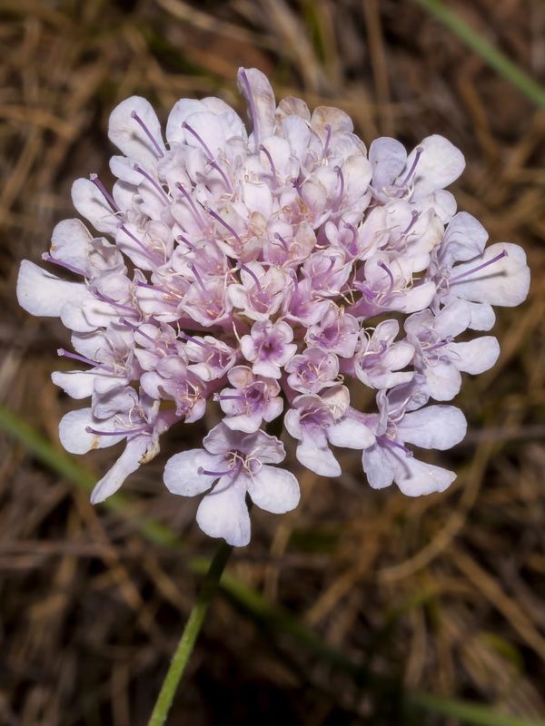 Scabiosa turolensis turolensis.08