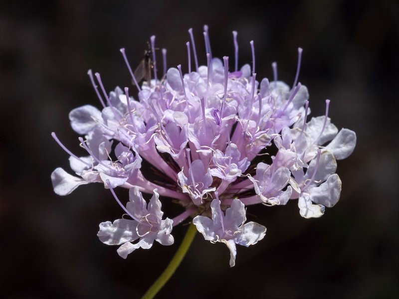 Scabiosa turolensis turolensis.10