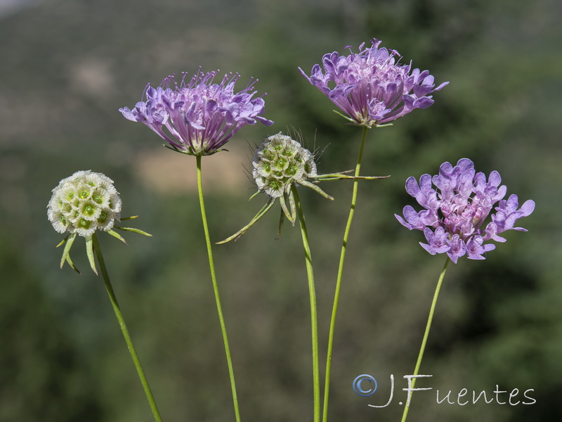 Scabiosa turolensis turolensis.15