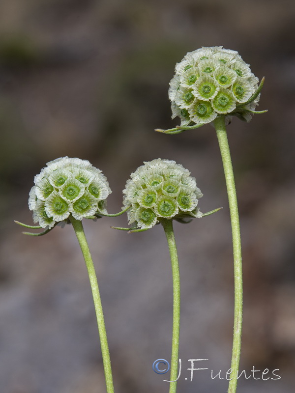 Scabiosa turolensis turolensis.12