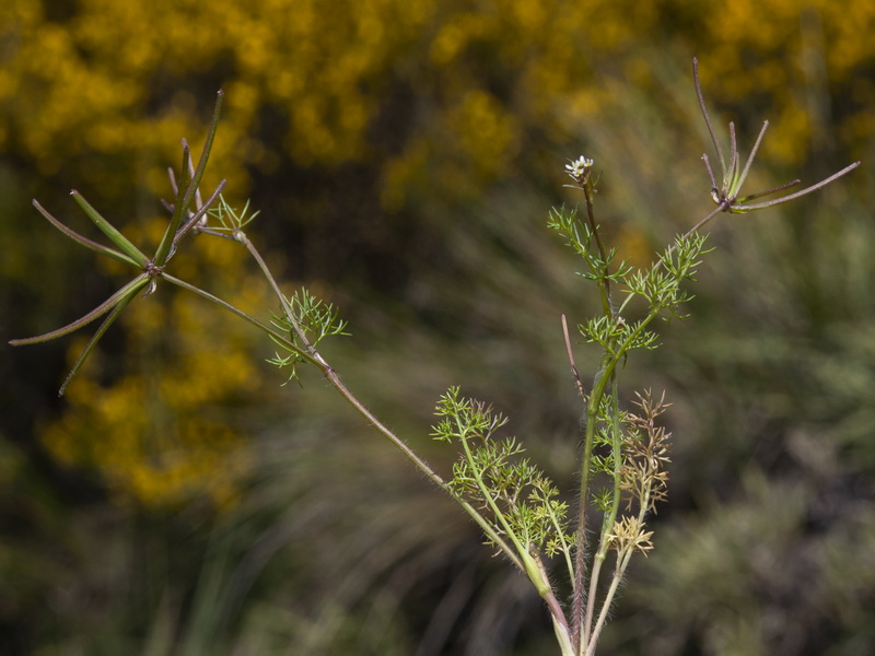 Scandix australis microcarpa.01