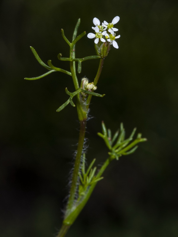 Scandix australis microcarpa.04