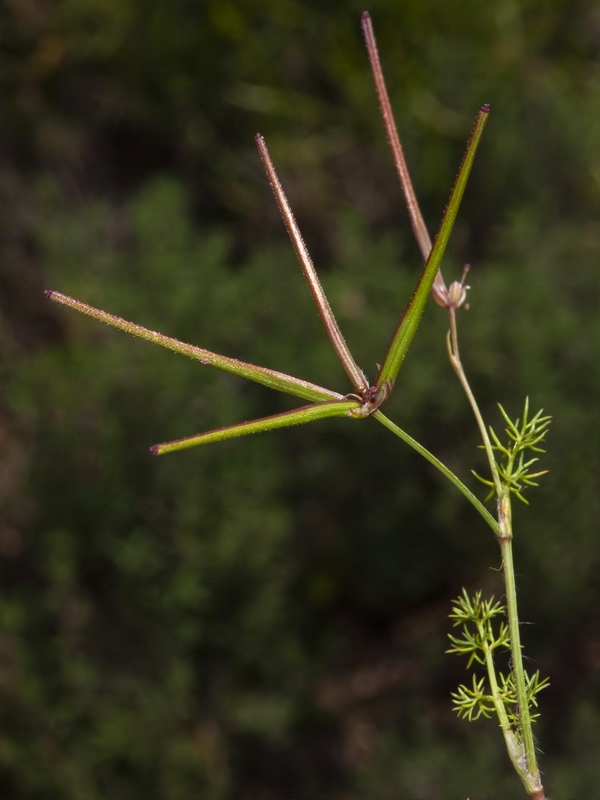 Scandix australis microcarpa.05