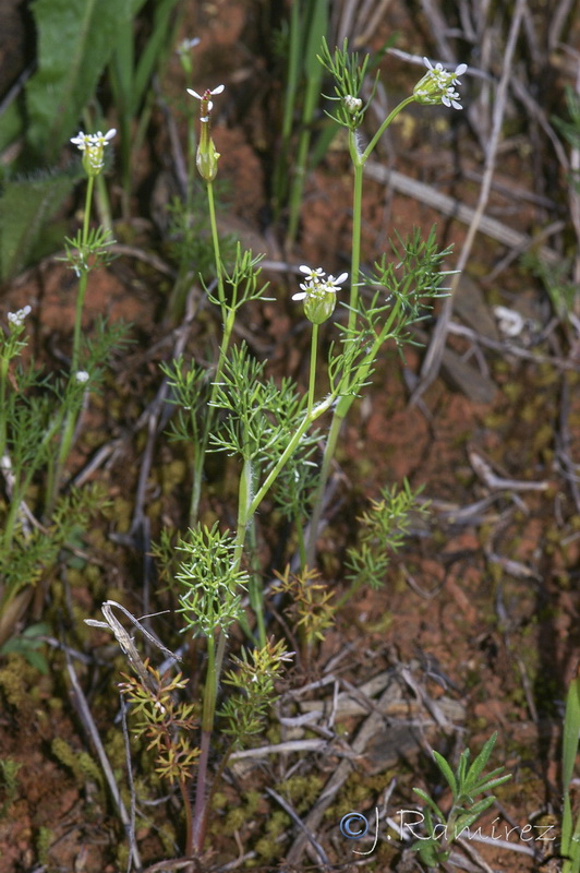 Scandix australis microcarpa.06