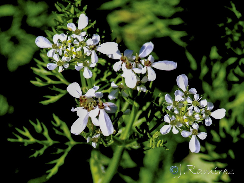 Scandix australis microcarpa.08