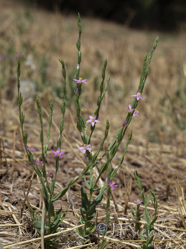 Schenkia spicata.01