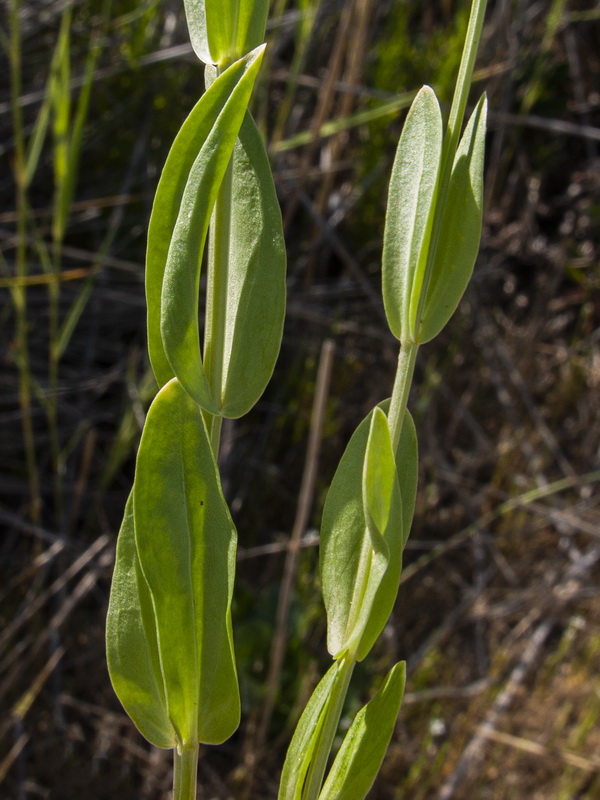Schenkia spicata.06