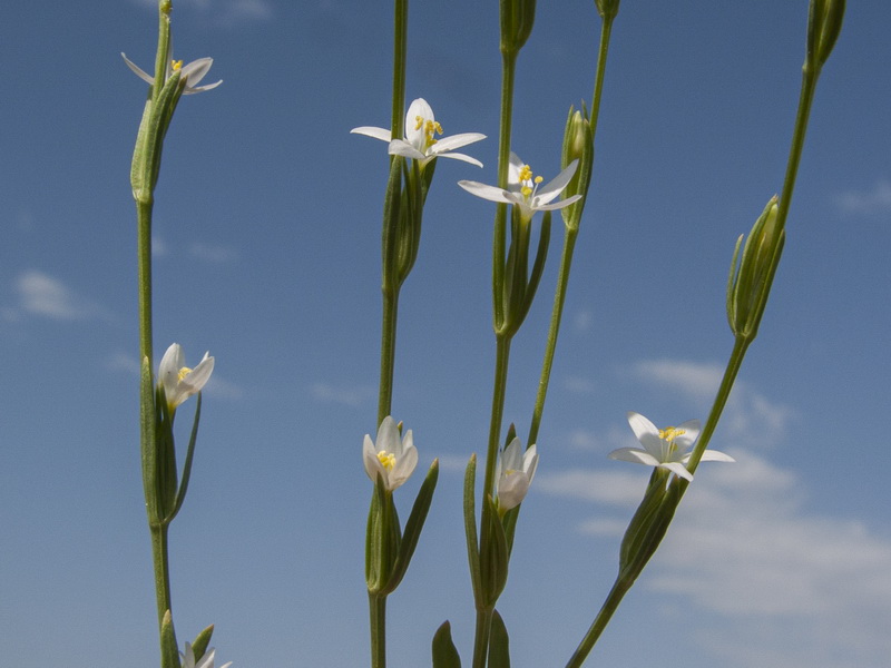 Schenkia spicata.07