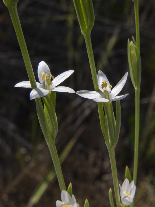 Schenkia spicata.08