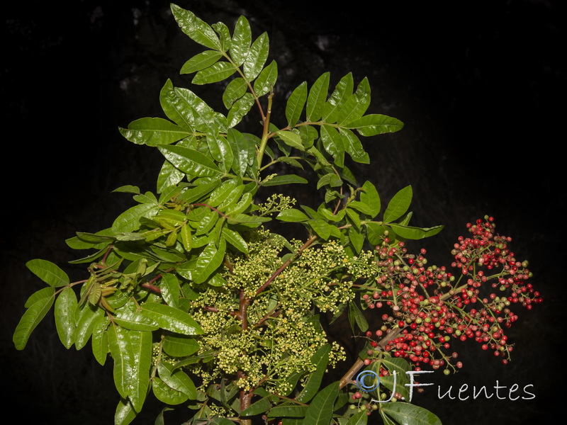 Schinus terebenthifolius.01