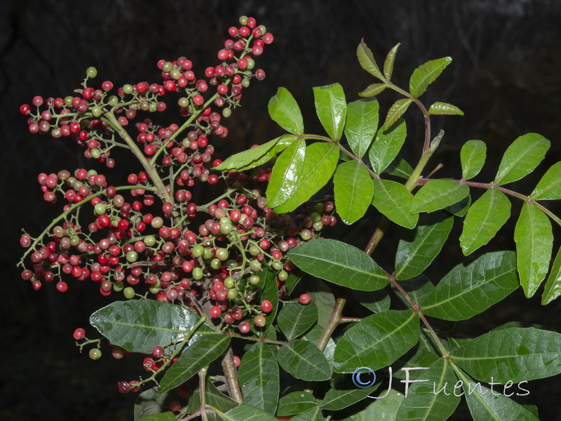 Schinus terebenthifolius.02