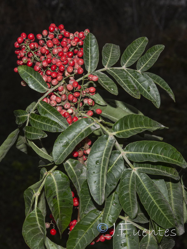 Schinus terebenthifolius.03