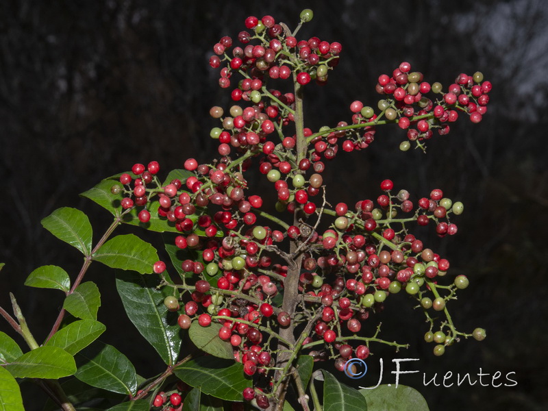 Schinus terebenthifolius.04