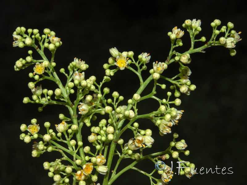 Schinus terebenthifolius.05