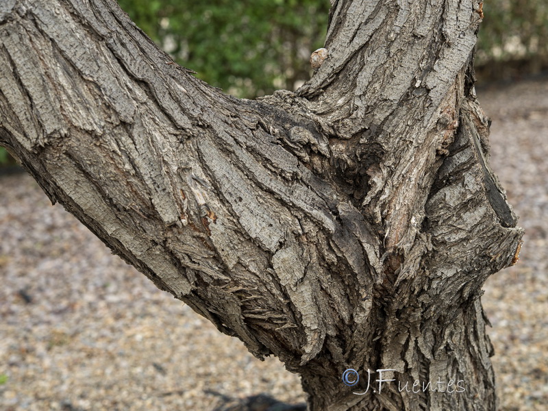 Schinus terebenthifolius.07