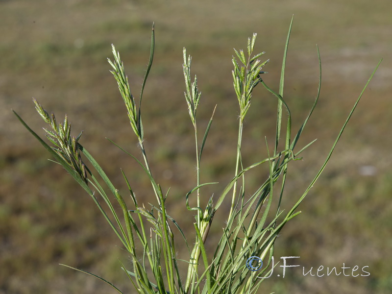 Schismus barbatus.04