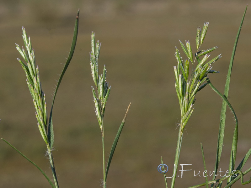 Schismus barbatus.05