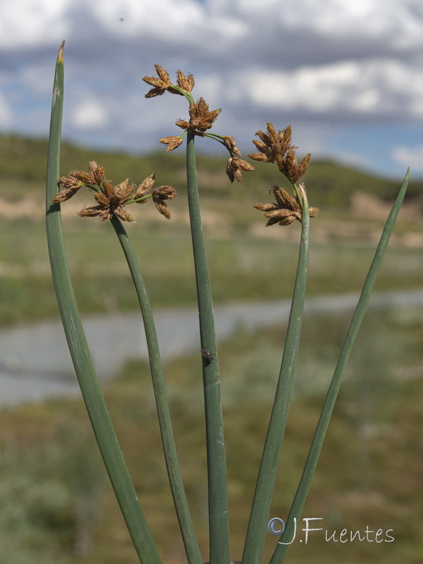 Schoenoplectus lacustris glaucus.01