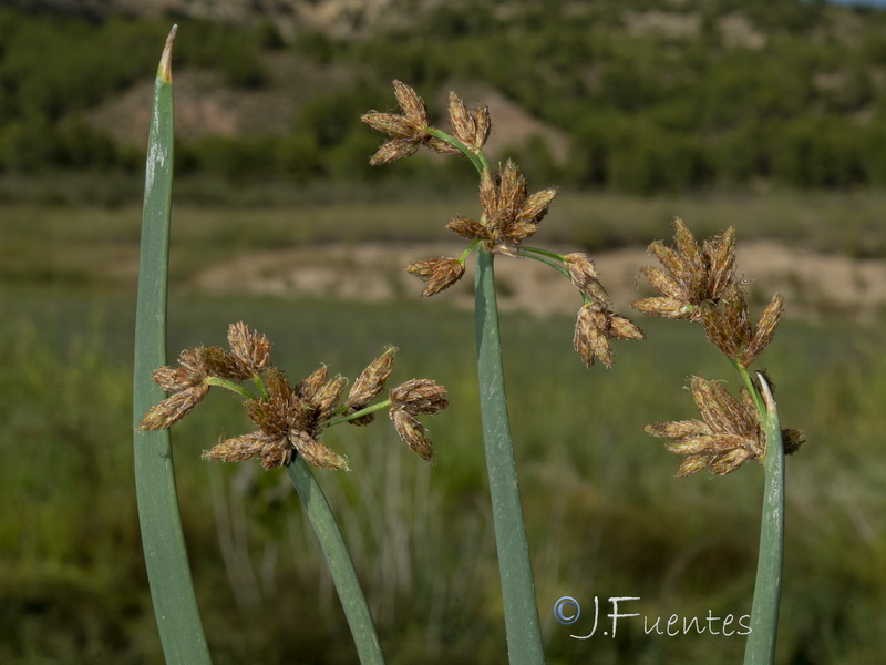 Schoenoplectus lacustris glaucus.02