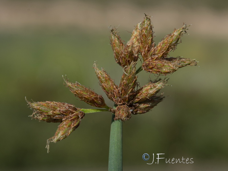 Schoenoplectus lacustris glaucus.03