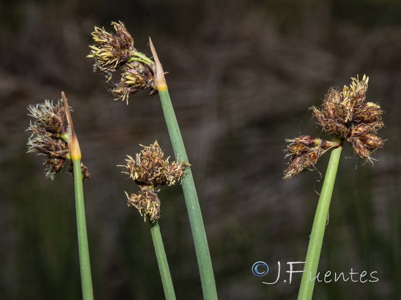 Schoenoplectus lacustris glaucus.05