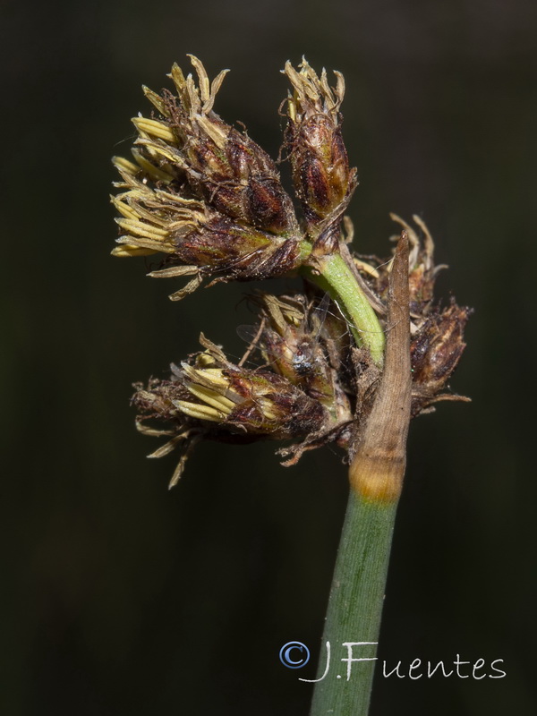 Schoenoplectus lacustris glaucus.06