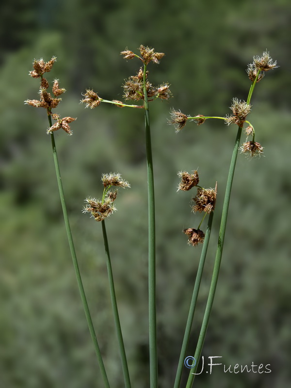 Schoenoplectus lacustris glaucus.07