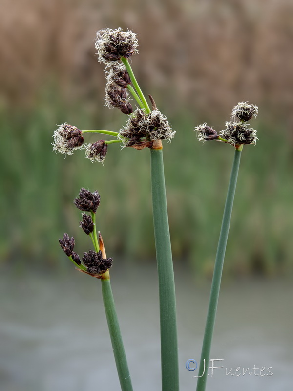 Schoenoplectus lacustris glaucus.08