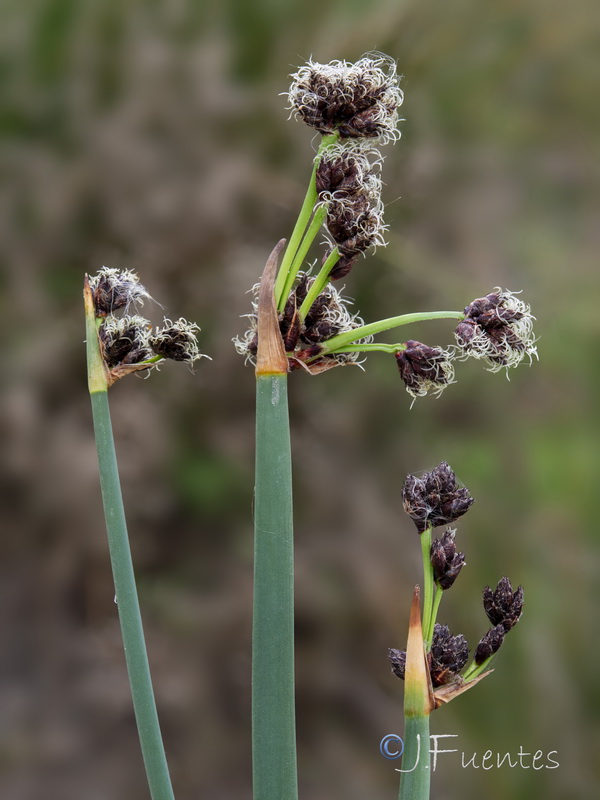 Schoenoplectus lacustris glaucus.09