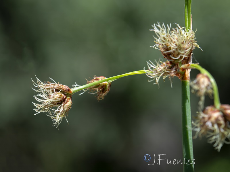 Schoenoplectus lacustris glaucus.10