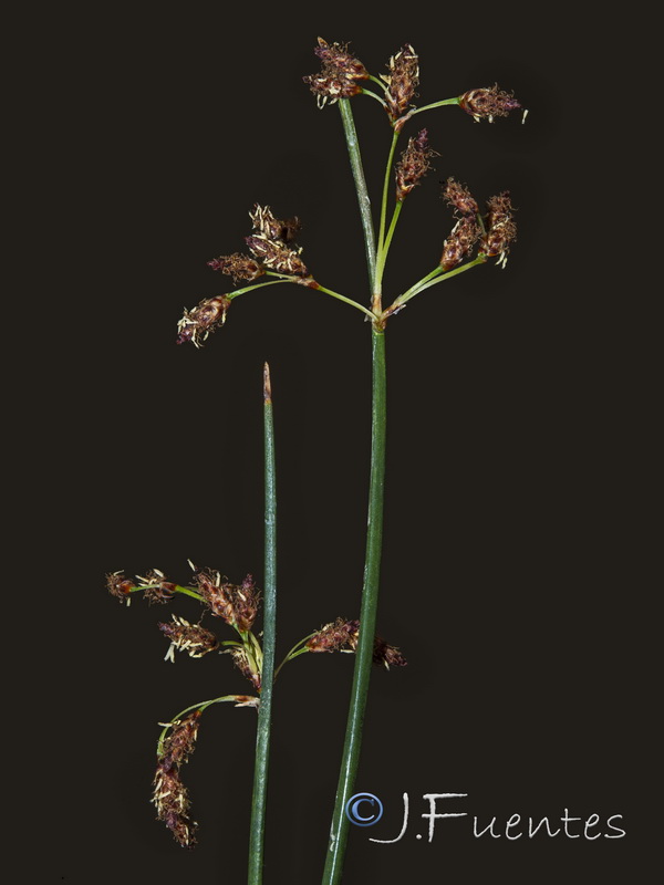 Schoenoplectus litoralis.03