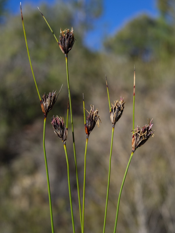 Schoenus nigricans.01
