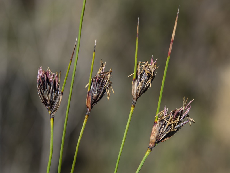 Schoenus nigricans.02