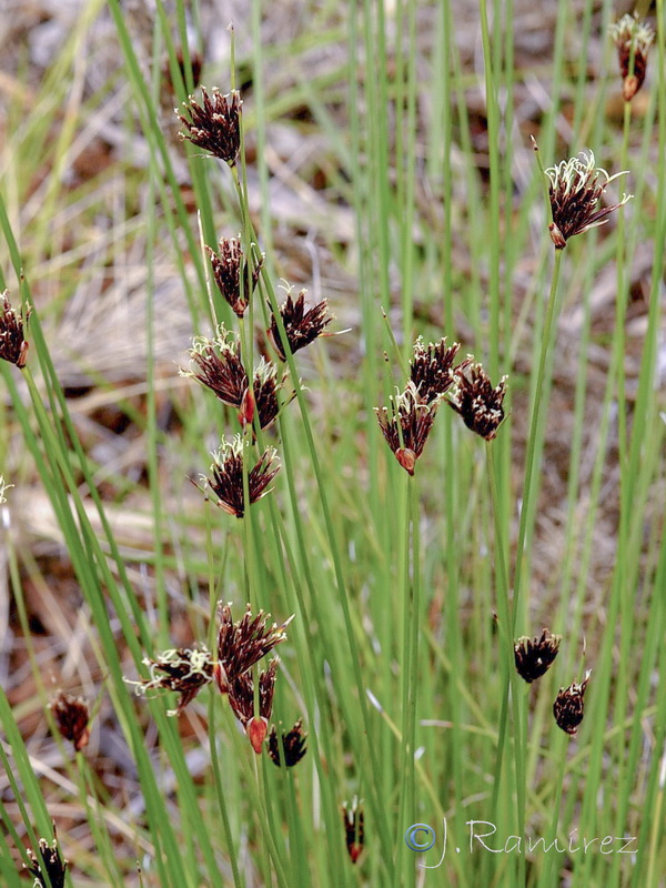Schoenus nigricans.03