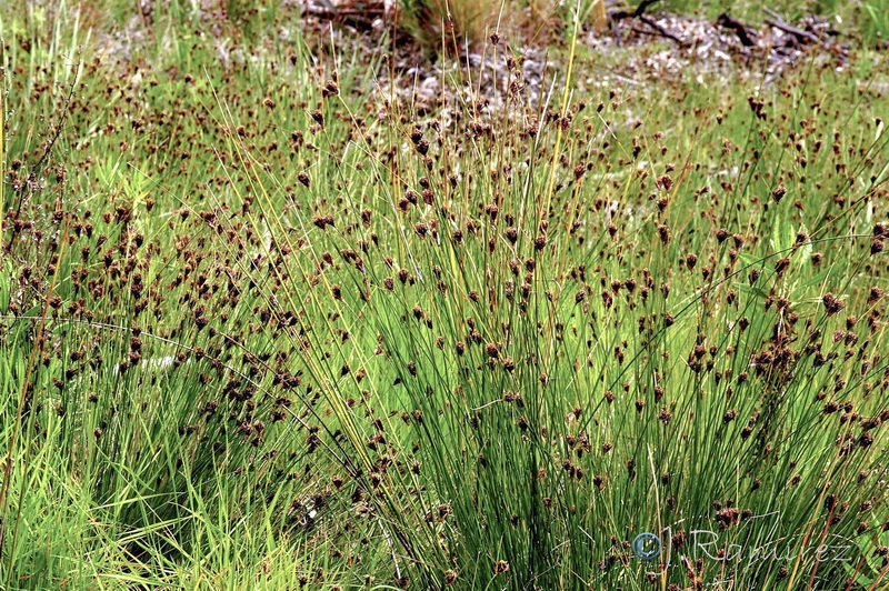 Schoenus nigricans.04