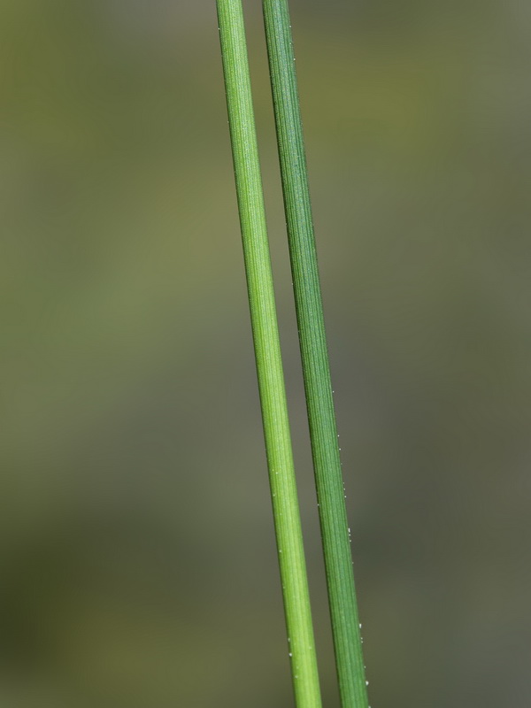 Schoenus nigricans.04