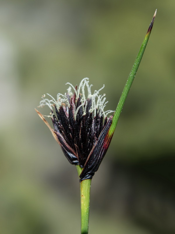 Schoenus nigricans.07