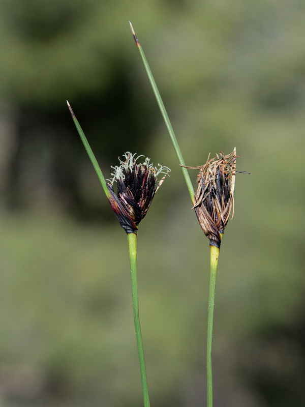 Schoenus nigricans.03