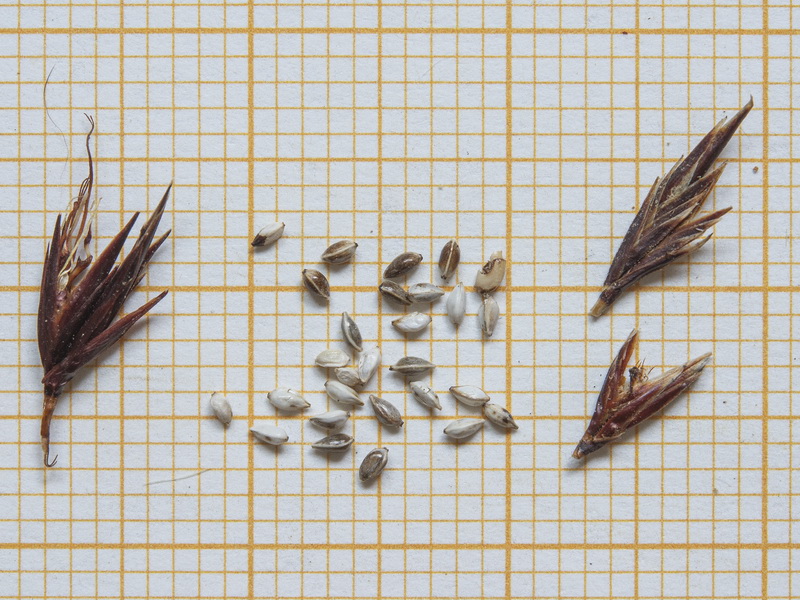 Schoenus nigricans
