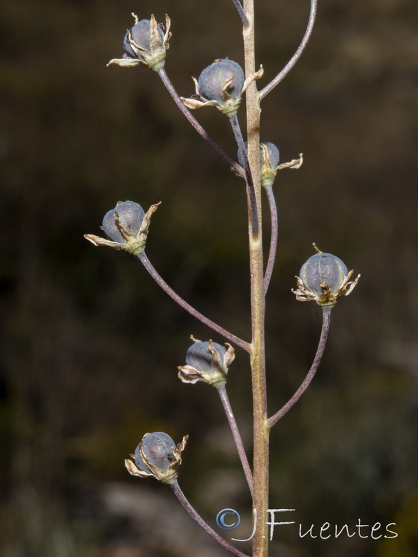 Scilla autumnalis.04