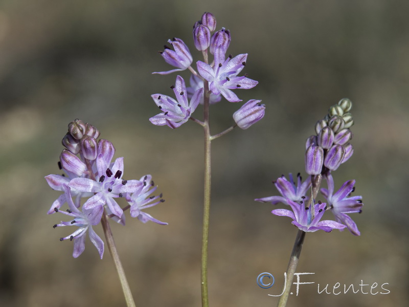 Scilla autumnalis.02