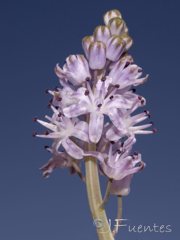 Scilla autumnalis.07