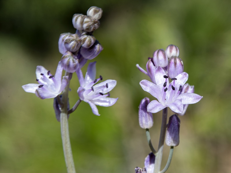 Scilla autumnalis.08