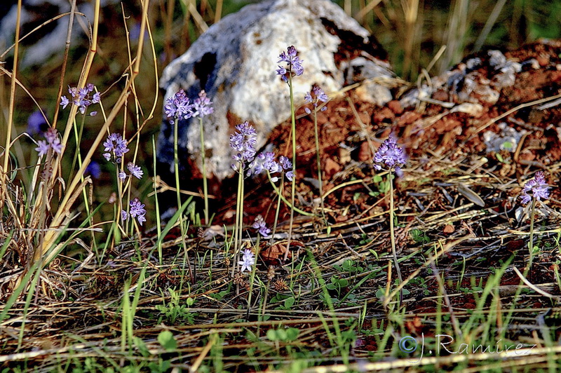 Scilla autumnalis.01