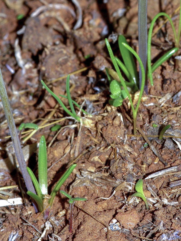 Scilla autumnalis.12