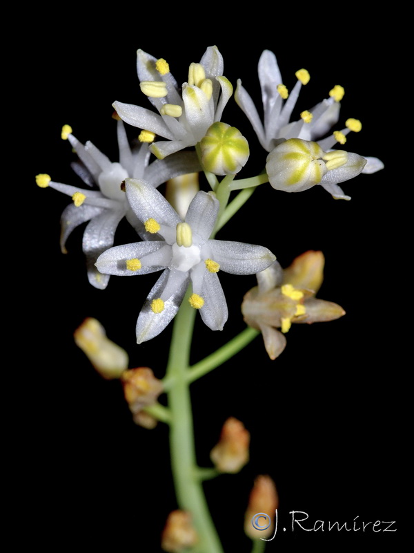 Scilla autumnalis.17