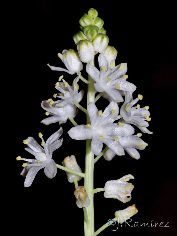 Scilla autumnalis.18