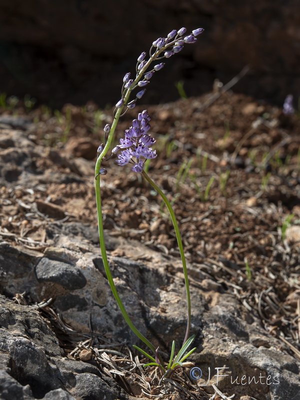 Scilla autumnalis.25